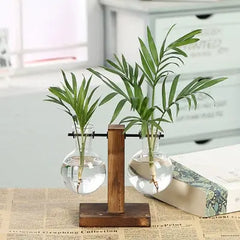 Hydroponic Transparent Plant Vases Zendrop