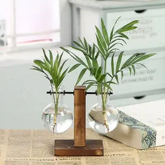 Hydroponic Transparent Plant Vases Florida Guy