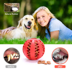 Interactive Pets Rubber Balls Florida Guy