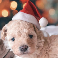 Christmas Pet Santa Hat Florida Guy