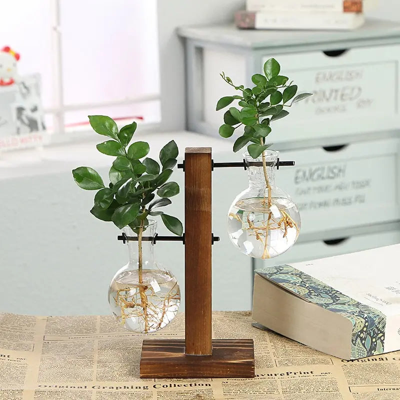 Hydroponic Transparent Plant Vases Zendrop