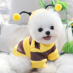 Pet Halloween Bee Costume Florida Guy