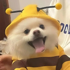 Pet Halloween Bee Costume Florida Guy