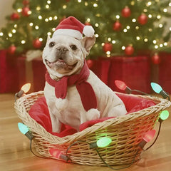 Christmas Pet Santa Hat Florida Guy