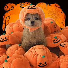 Cute Pet Pumpkin Costume - Florida Guy