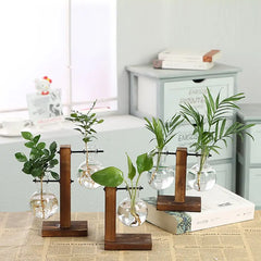 Hydroponic Transparent Plant Vases Zendrop