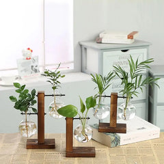 Hydroponic Transparent Plant Vases Florida Guy